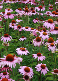 Echinacea purpurea 'Magnus'